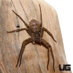 Florida Huntsman Spider For Sale - Underground Reptiles