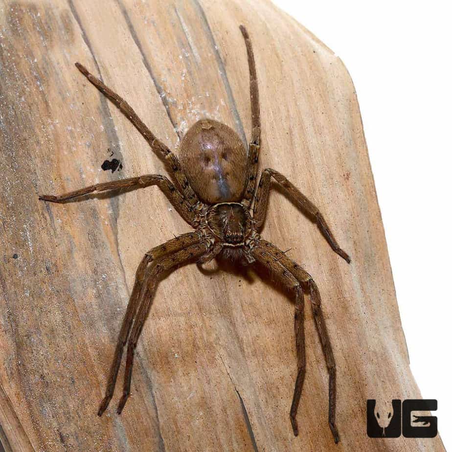 Giant Huntsman Spider Heteropoda Venatoria For Sale Underground