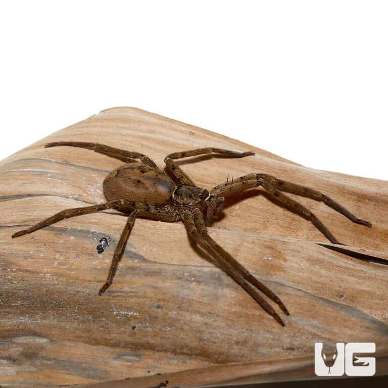 Giant Huntsman Spider (Heteropoda venatoria) For Sale Underground