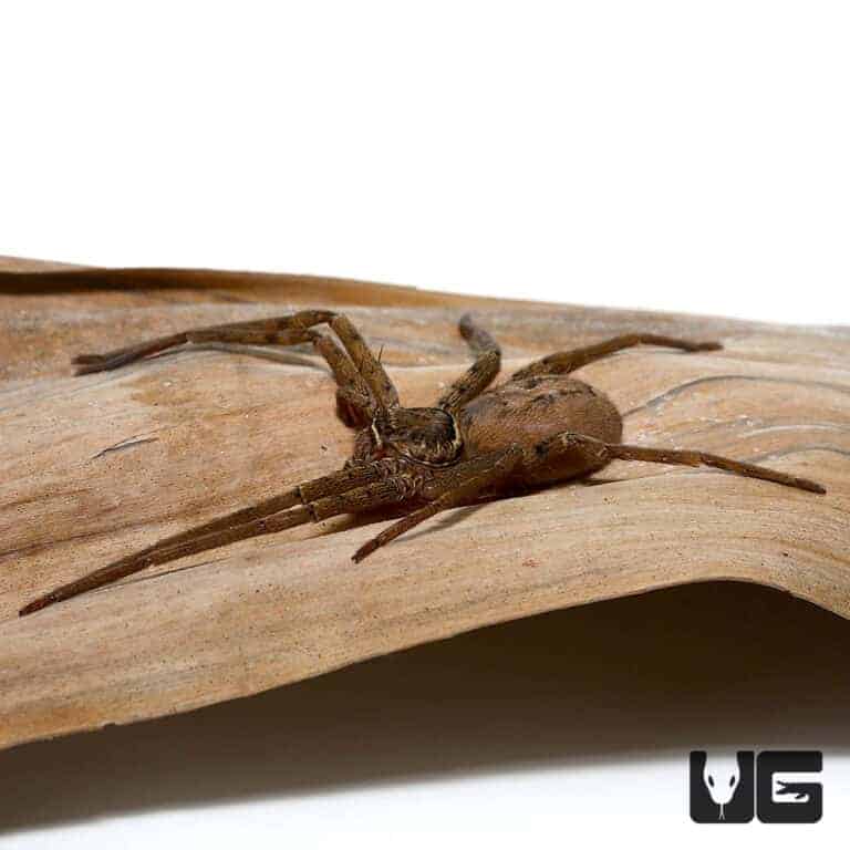 Giant Huntsman Spider (Heteropoda venatoria) For Sale Underground