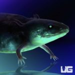 GFP Melanoid Axolotls For Sale - Underground Reptiles