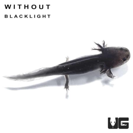GFP Melanoid Axolotls For Sale - Underground Reptiles