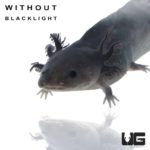 GFP Melanoid Axolotls For Sale - Underground Reptiles