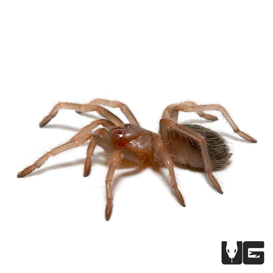 Giant Mexican Red Knee Tarantula (Brachypelma smithi) For Sale Underground Reptiles