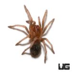 Giant Mexican Red Knee Tarantula For Sale - Underground Reptiles