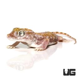 Egyptian Sand Gecko For Sale - Underground Reptiles