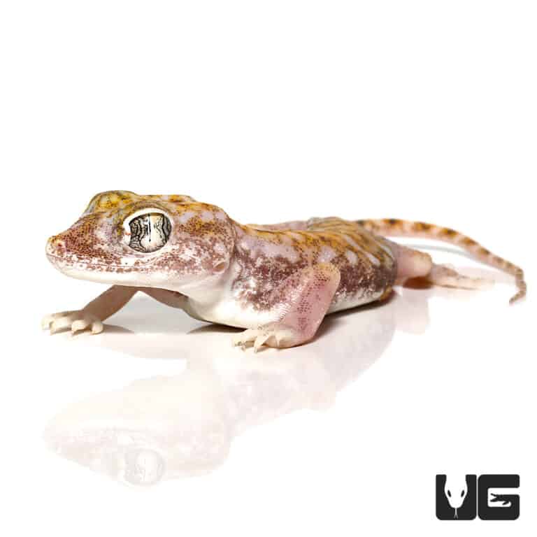 Egyptian Sand Geckos (Stenodactylus petrii) For Sale Underground Reptiles