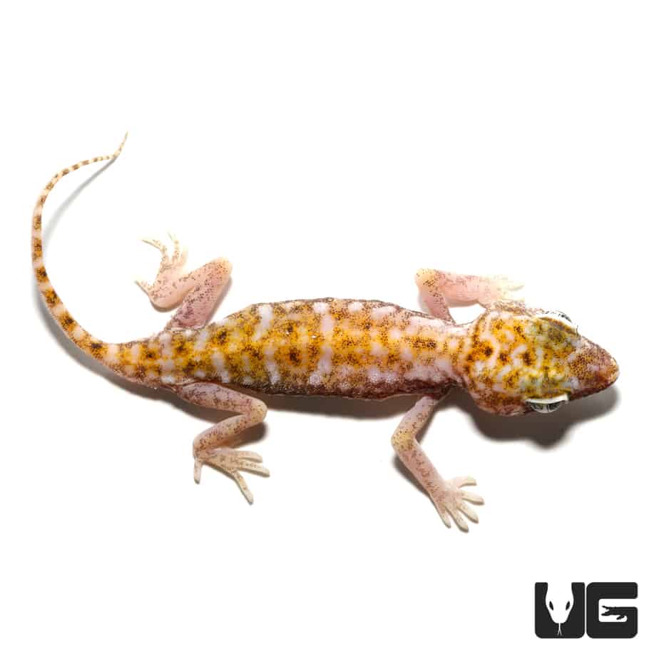 Egyptian Sand Geckos Stenodactylus Petrii For Sale Underground Reptiles egyptian-sand-geckos-stenodactylus-petrii-for-sale-underground-reptiles