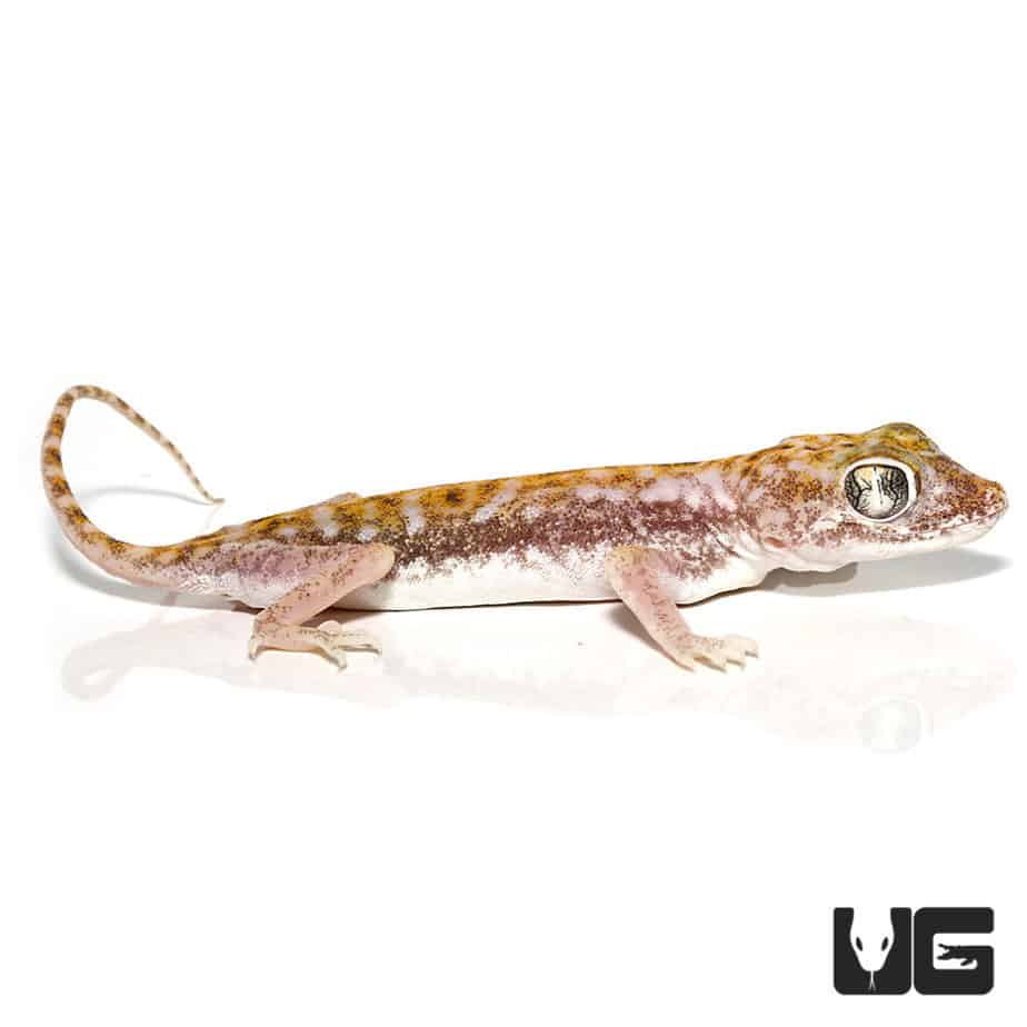 Egyptian Sand Geckos (Stenodactylus petrii) For Sale Underground Reptiles