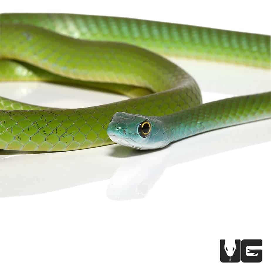 Green Bush Snakes For Sale - Underground Reptiles