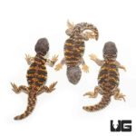 Hatchling Saharan Red Uromastyx For Sale - Underground Reptiles