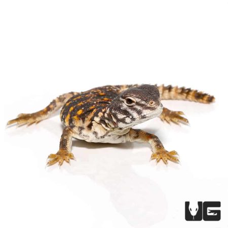 Hatchling Saharan Red Uromastyx For Sale - Underground Reptiles
