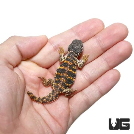 Hatchling Saharan Red Uromastyx For Sale - Underground Reptiles