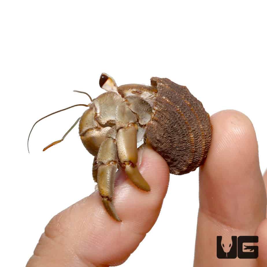 How Much Does A Hermit Crab Cost Per Year at sherrydjeromeo blog