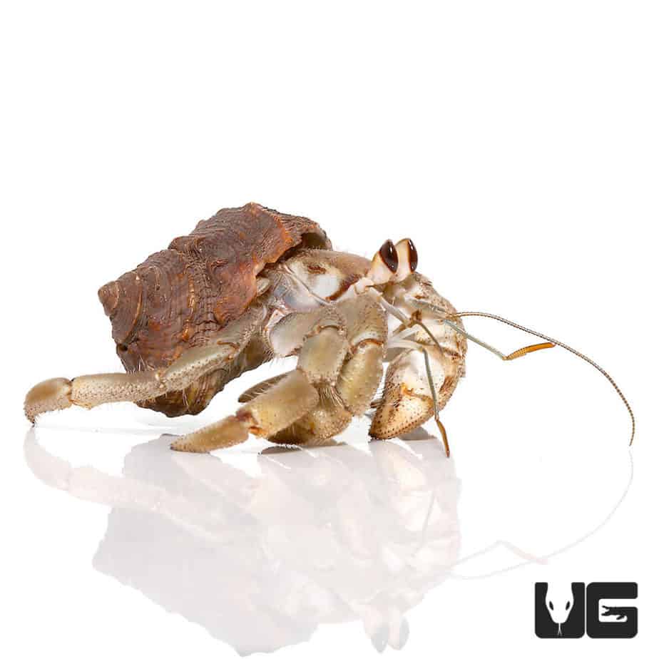Hermit Crab (Paguroidea) For Sale Underground Reptiles