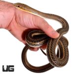 Hissing Sand Snakes For Sale - Underground Reptiles