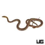 Hissing Sand Snakes For Sale - Underground Reptiles