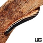 Ivory Millipede For Sale - Underground Reptiles