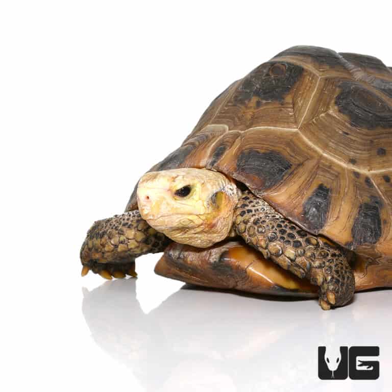 Juvenile Elongated Tortoises (Inditestudo elongata) For Sale ...