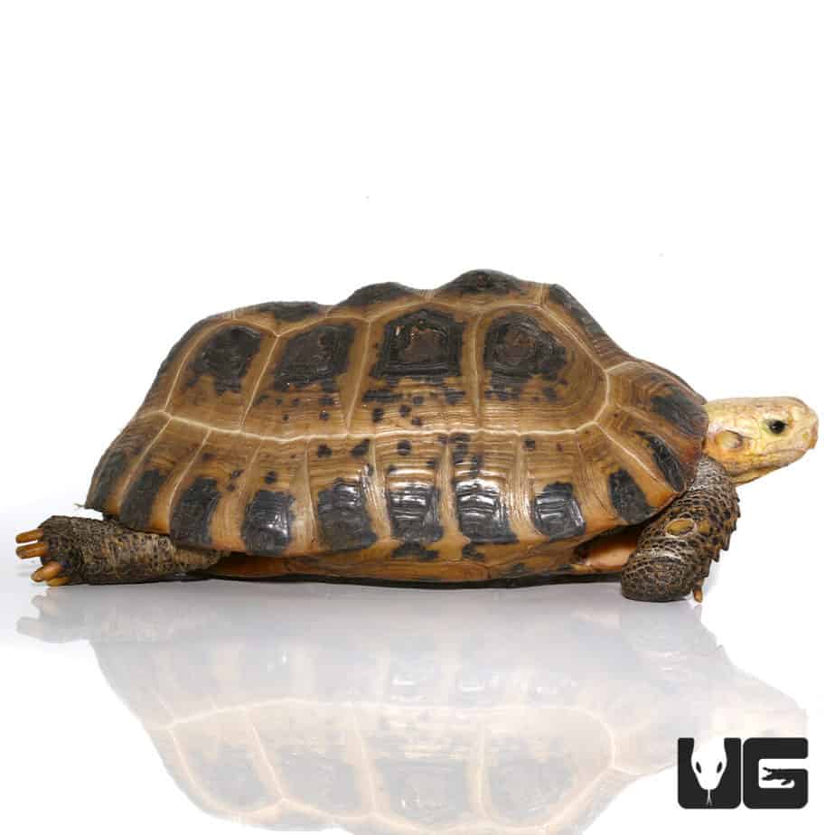 Juvenile Elongated Tortoises (Inditestudo elongata) For Sale ...