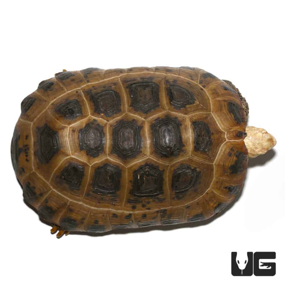 Juvenile Elongated Tortoises (Inditestudo elongata) For Sale ...