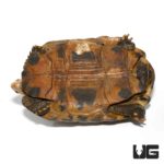 Juvenile Elongated Tortoise For Sale - Underground Reptiles