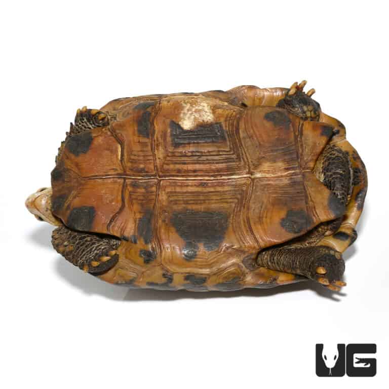 Juvenile Elongated Tortoises (Inditestudo elongata) For Sale ...