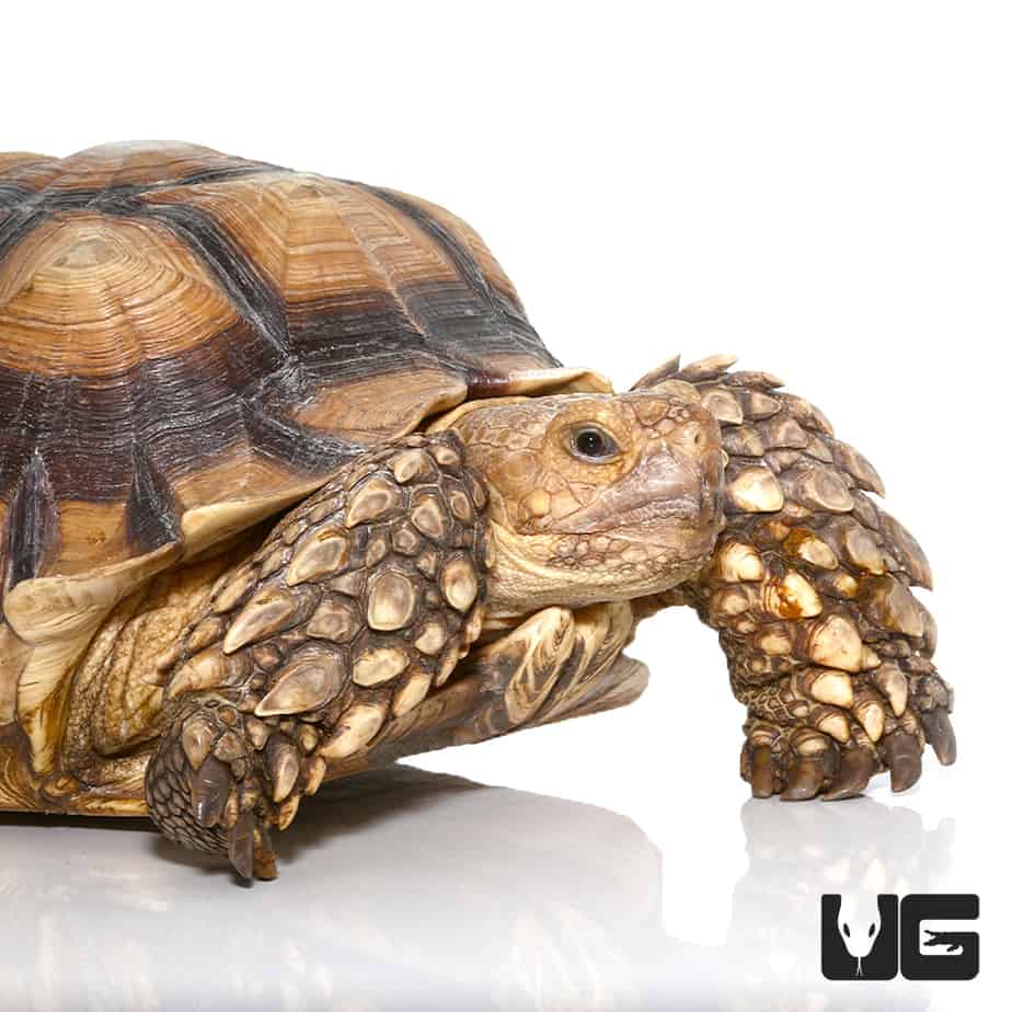 Juvenile Sulcata Tortoises For Sale - Underground Reptiles