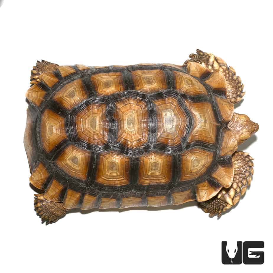 Juvenile Sulcata Tortoises For Sale - Underground Reptiles