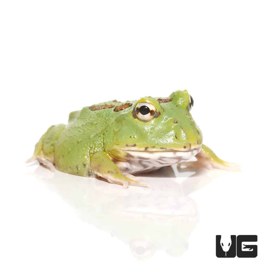 Matcha Pacman Frogs (Ceratophrys cranwelli) for sale - Underground Reptiles