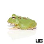 Matcha Pacman Frogs for sale - Underground Reptiles