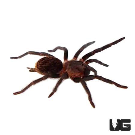 Mexican Red Rump Tarantulas (Brachypelma vagans Campeche) For Sale - Underground Reptiles