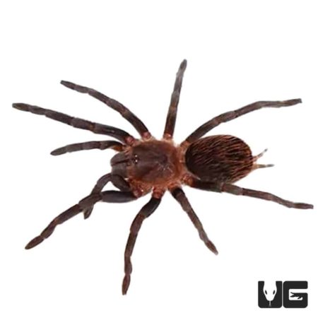 Mexican Red Rump Tarantulas (Brachypelma vagans Campeche) For Sale - Underground Reptiles