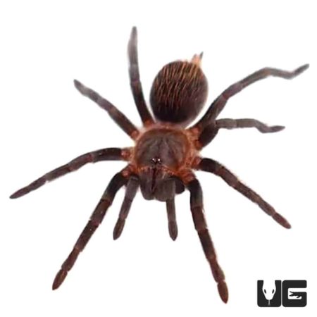 Mexican Red Rump Tarantulas (Brachypelma vagans Campeche) For Sale - Underground Reptiles