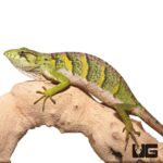 Monkey Anole For Sale - Underground Reptiles