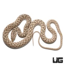 Montpellier Snake For Sale - Underground Reptiles