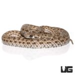 Montpellier Snake For Sale - Underground Reptiles