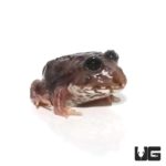 Mutant Black Eyed Calico Pacman Frog For Sale - Underground Reptiles