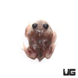 Mutant Black Eyed Calico Pacman Frog For Sale - Underground Reptiles