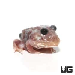 Mutant Black Eyed Silver Translucent Pacman Frog For Sale - Underground Reptiles