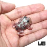 Mutant Black Eyed Silver Translucent Pacman Frog For Sale - Underground Reptiles