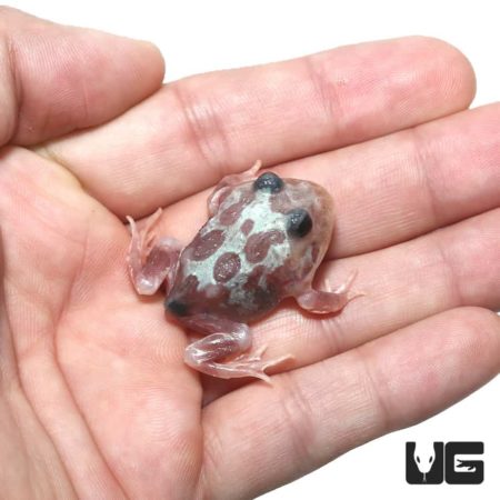 Mutant Black Eyed Silver Translucent Pacman Frog For Sale - Underground Reptiles