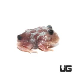 Mutant Black Eyed Silver Translucent Pacman Frog For Sale - Underground Reptiles