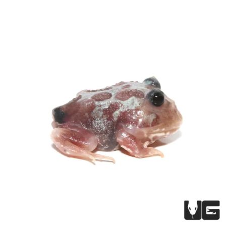 Mutant Black Eyed Silver Translucent Pacman Frog For Sale - Underground Reptiles