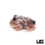 Mutant Black Eyed Silver Translucent Pacman Frog For Sale - Underground Reptiles