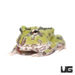 Mutant Caribbean Pacman Frog For Sale - Underground Reptiles