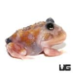 Mutant Copper Translucent Pacman Frogs for sale - Underground Reptiles