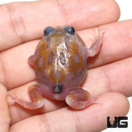 Mutant Copper Translucent Pacman Frogs for sale - Underground Reptiles