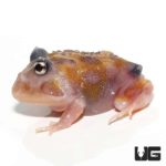 Mutant Copper Translucent Pacman Frogs for sale - Underground Reptiles