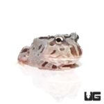 Mutant Snow White Translucent Pacman Frogs for sale - Underground Reptiles